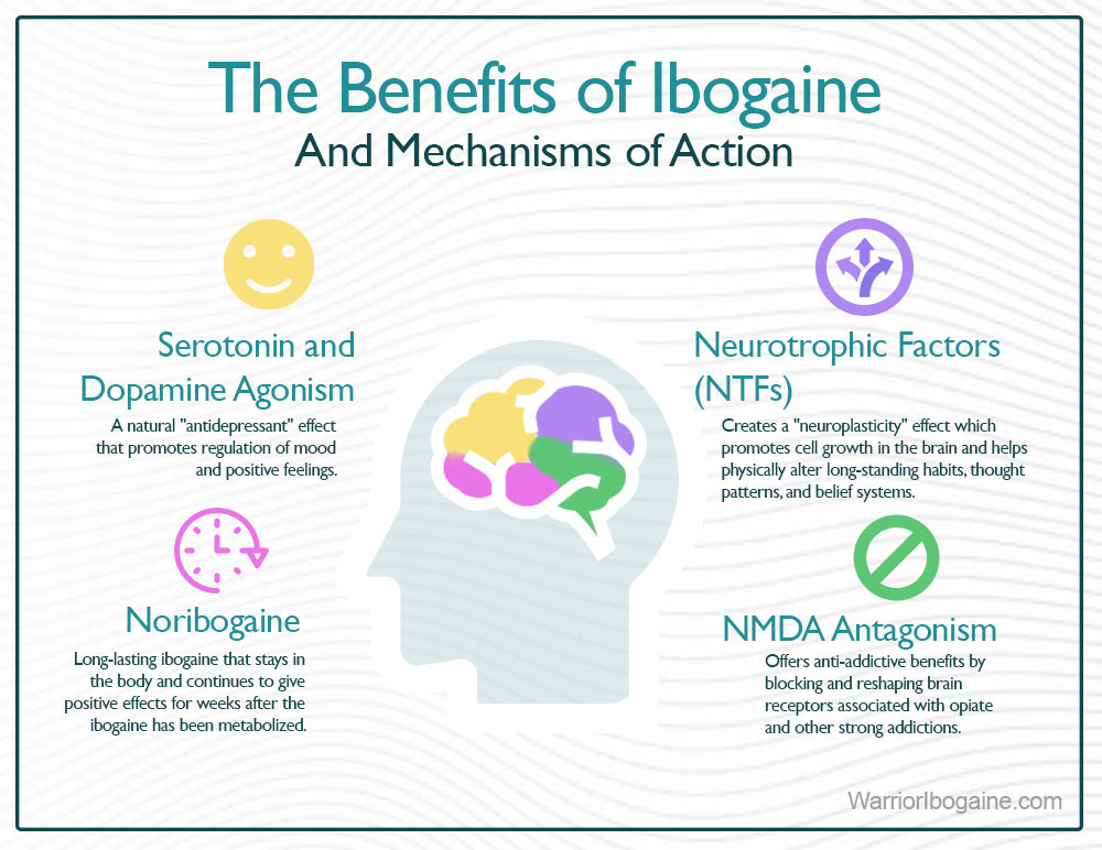 The Benefits of Ibogaine: Mechanism of Action in the Brain